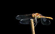 Moustached darter (male, Sympetrum vulgatum)